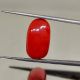 10.75cts(11.82Ratti) Natural  Certified Italian Red Coral Moonga