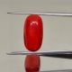 10.300cts(11.33Rati) Natural & Certified Italian Red Coral Moonga