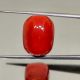 21.30cts(23.43Ratti) Natural Certified Italian Red Coral Moonga