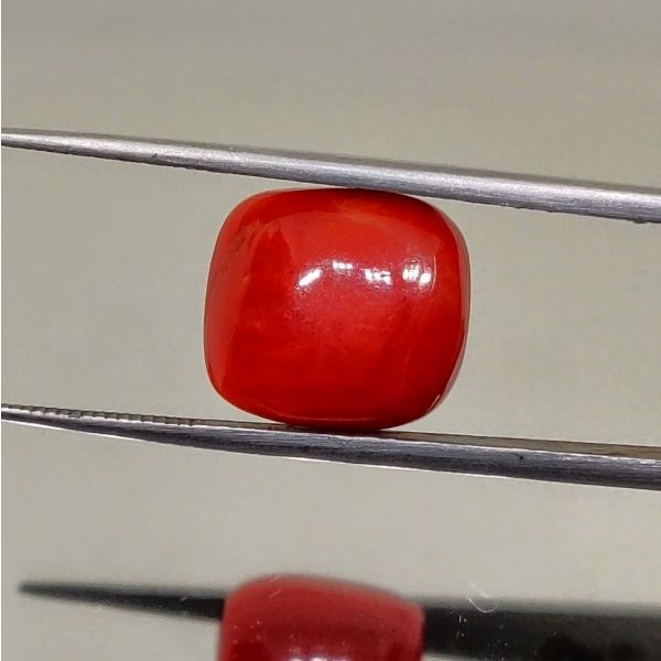 Red coral price best sale per ratti
